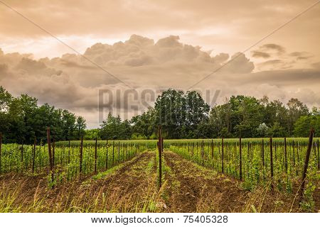 Storm In The Fields Of Italy