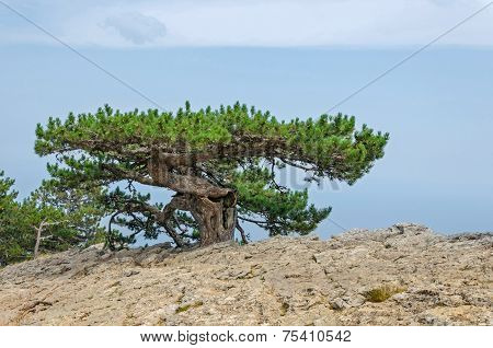 Tree On A Mount