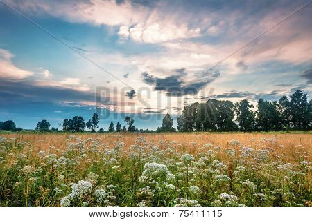 Landscape with coloful sunset in summer field 