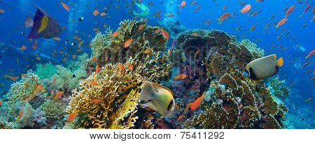 Tropical Anthias fish with net fire corals on Red Sea reef underwater