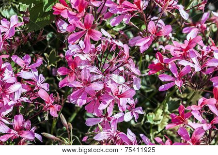 Red Storksbills In The Meadow