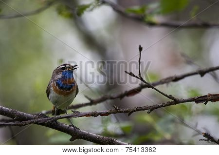 bluethroat
