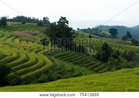Baan Pa Bong Piang Rice Terraced Field Close Up, Chiangmai: Thailand