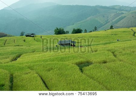 Baan Pa Bong Piang Rice Terraced Field Close Up, Chiangmai: Thailand