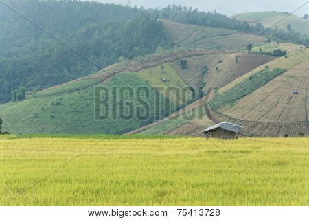 Baan Pa Bong Piang Rice Terraced Field Close Up, Chiangmai: Thailand