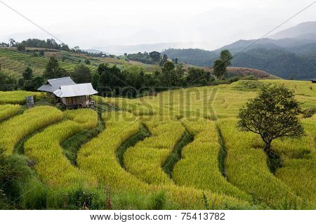 Baan Pa Bong Piang Rice Terraced Field Close Up, Chiangmai: Thailand