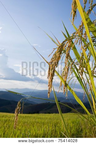 Baan Pa Bong Piang Rice Terraced Field Close Up, Chiangmai: Thailand