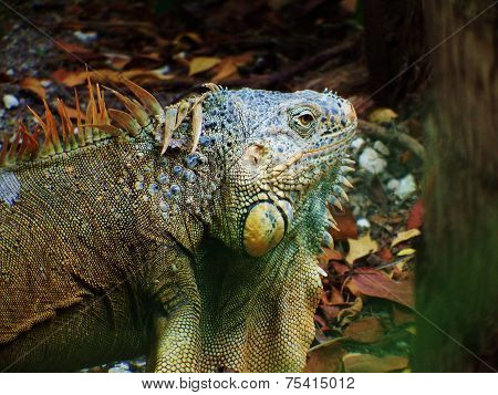 Green Iguana