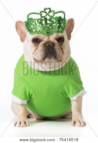 St Patricks Day dog - french bulldog