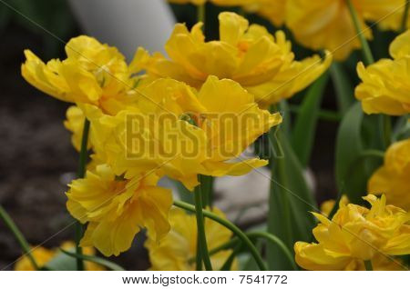 Yellow Flower