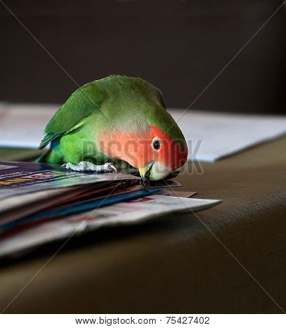 Agapornis