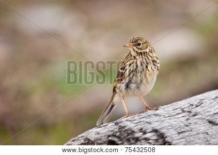 Meadow Pipit