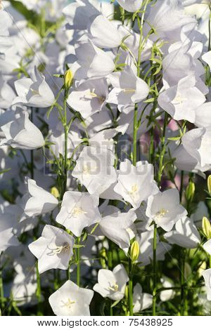 Close up of Campanula or canterbury bells flowers