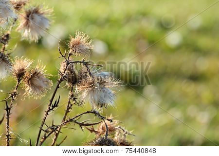 thistle