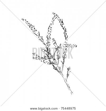 branch of plant, sketch vector illustration
