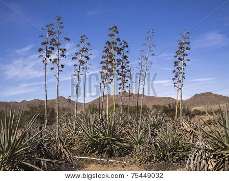 Agave Plants In Almeria, Spain