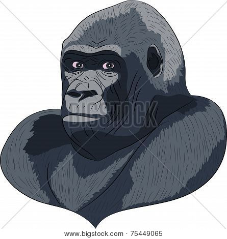 Vetor Head Gorilla.