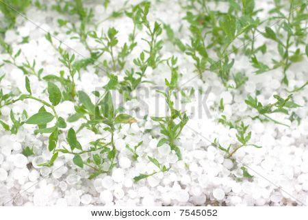 Hagel en groen gras