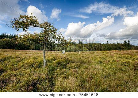 The New Forest