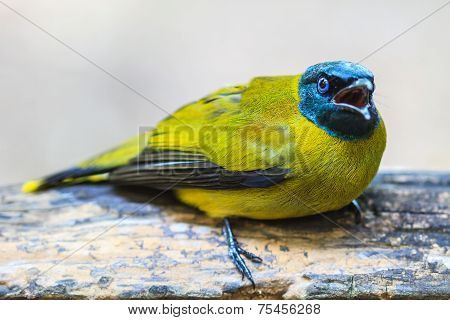 Black-headed Bulbul, Pycnonotus Atriceps