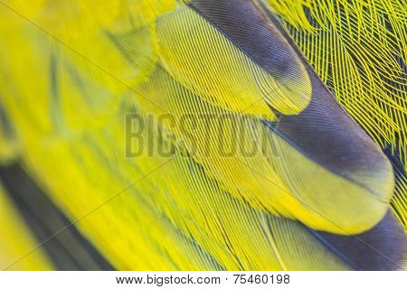 Feather Of Black-headed Bulbu