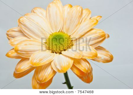 黄色の花弁カモミール