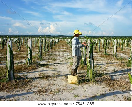 Asian Farmer, Agriculture Farm, Dragon Fruit