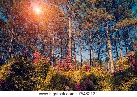 Fantastic forest with Cotinus coggygria. Dramatic scene. Red autumn leaves. Crimea, Ukraine, Europe. Retro style filter. Instagram toning effect. Beauty world.