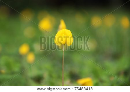Arachis Pintoi Flower