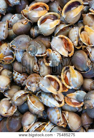Fresh Seafood, Vietnam Fish Market, Nutrition Food