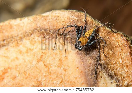 Macro Shoot Of A Tarantula Spider Over A Wooden Table, Poison Insect.