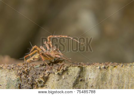 Macro Shoot Of A Tarantula Spider Over A Wooden Table, Poison Insect.
