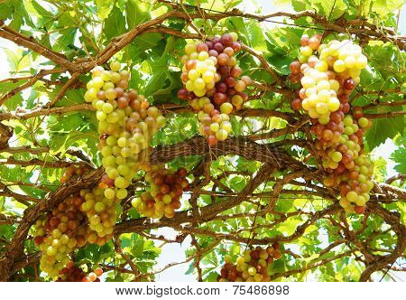 Vietnam Vineyard, Vine, Ripe Red Grape