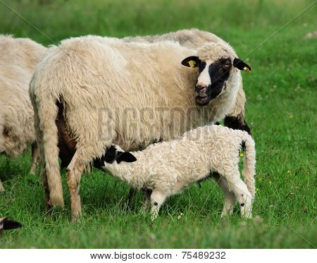 sheep and lamb