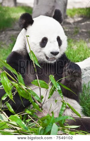 Giant Panda