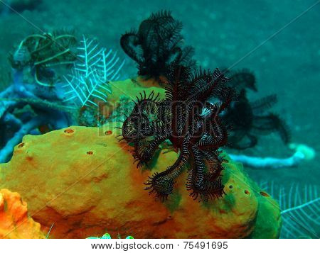 Crinoid