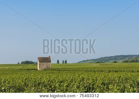Vineyard In Beaune