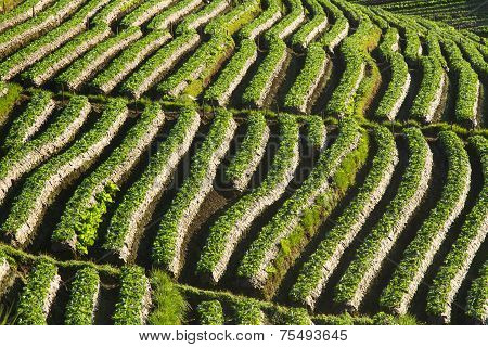 morning at beautiful strawberries farm at Chiangmai Thailand