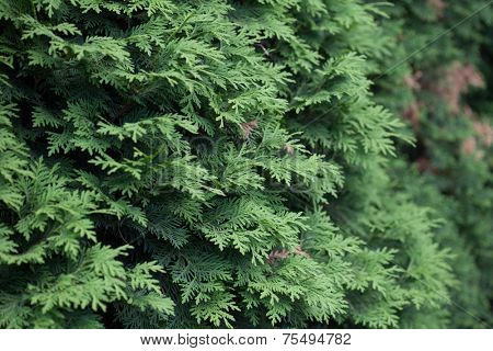 Natural spruce branches, needles closeup. Christmas greens