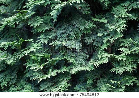 Natural spruce branches, needles closeup. Christmas greens
