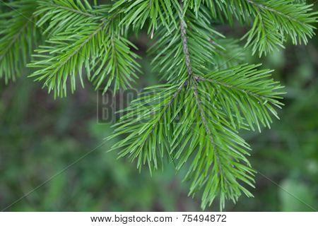 Natural spruce branches, needles closeup. Christmas greens