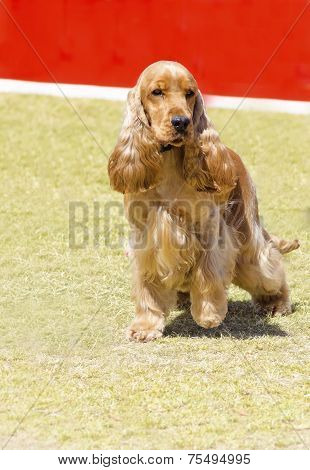 English Cocker Spaniel