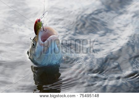 Chub caught on a plastic bait being pulled out of water 