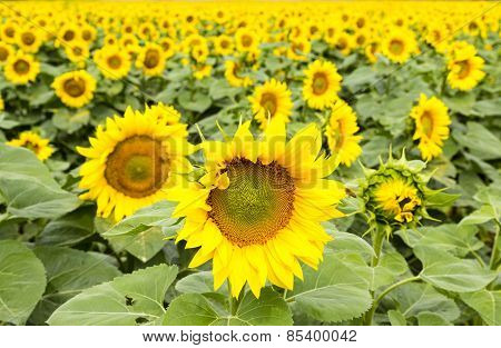 Large Happy Sunflower And Sunflower Oil Crop