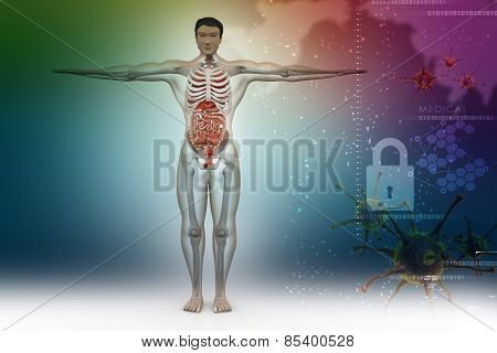 human anatomy