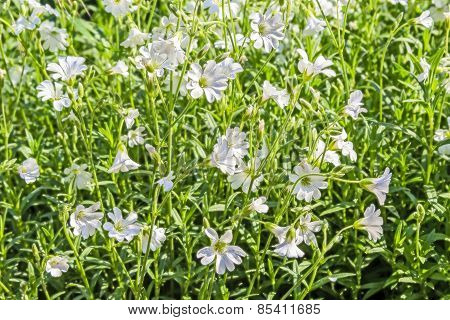 White Flowers Chickweed Close Up