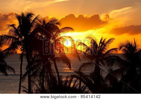Orange Sunset With Palm Trees
