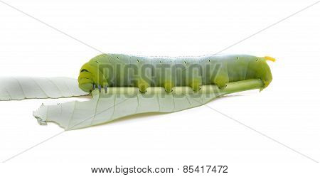Caterpillar Of  Butterfly On Leaf