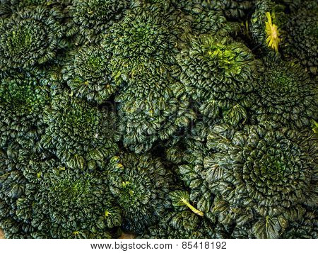 Chinese flat cabbage