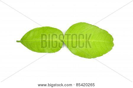 Bergamot Leaf On White Background